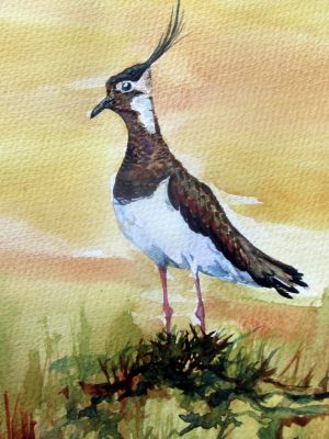 Peewit